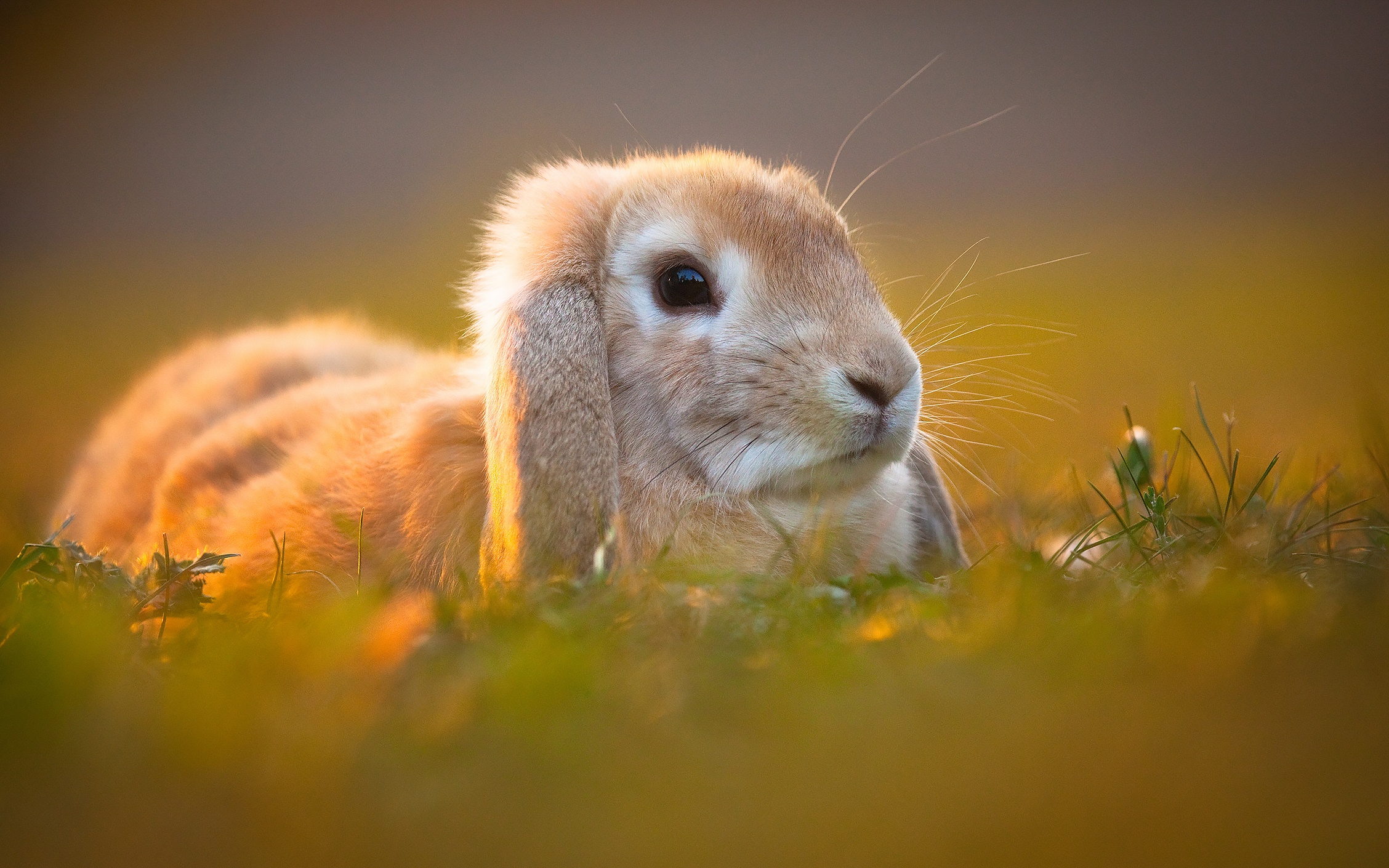 Cute Bunny Wallpaper Images  Free Download on Freepik