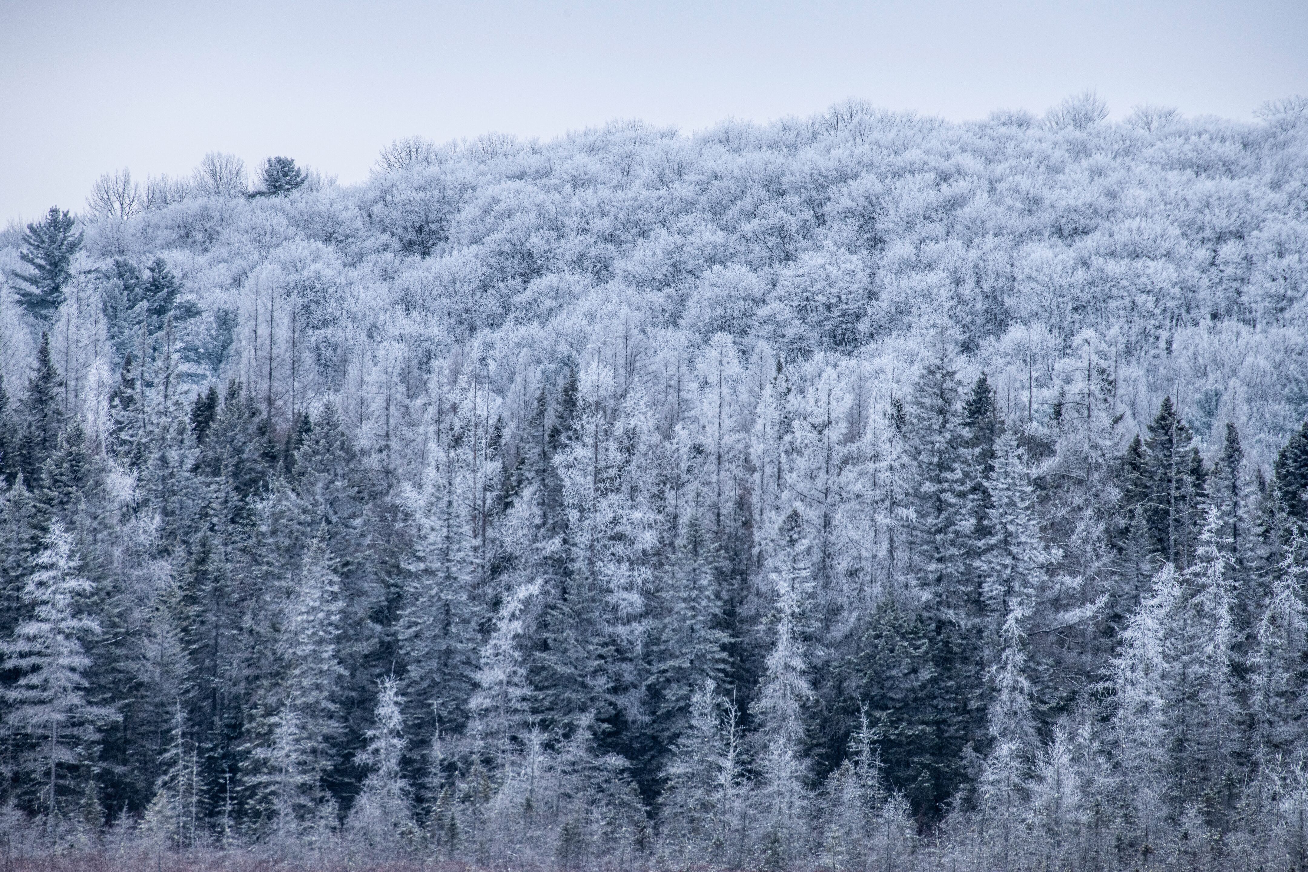 Frosted forests of the Haliburton Highlands, Canada by Jeremy Hynes