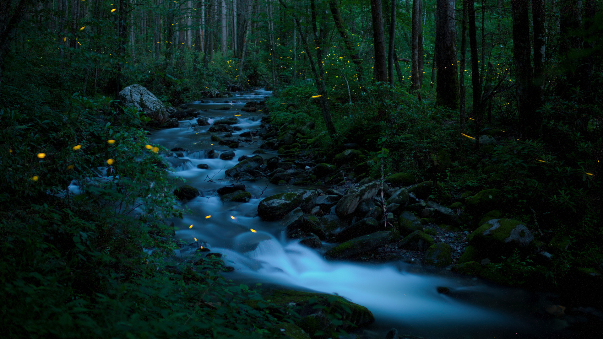 Synchronous fireflies, Great Smoky Mountains National Park, Tennessee by Floris Van Bruegel