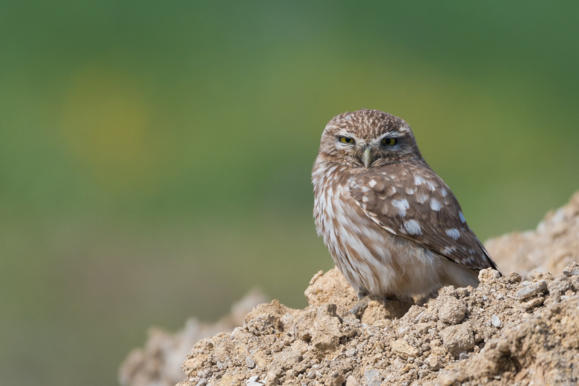 HD desktop wallpaper featuring a close-up of a little owl perched on a rocky surface against a soft green blurred background.