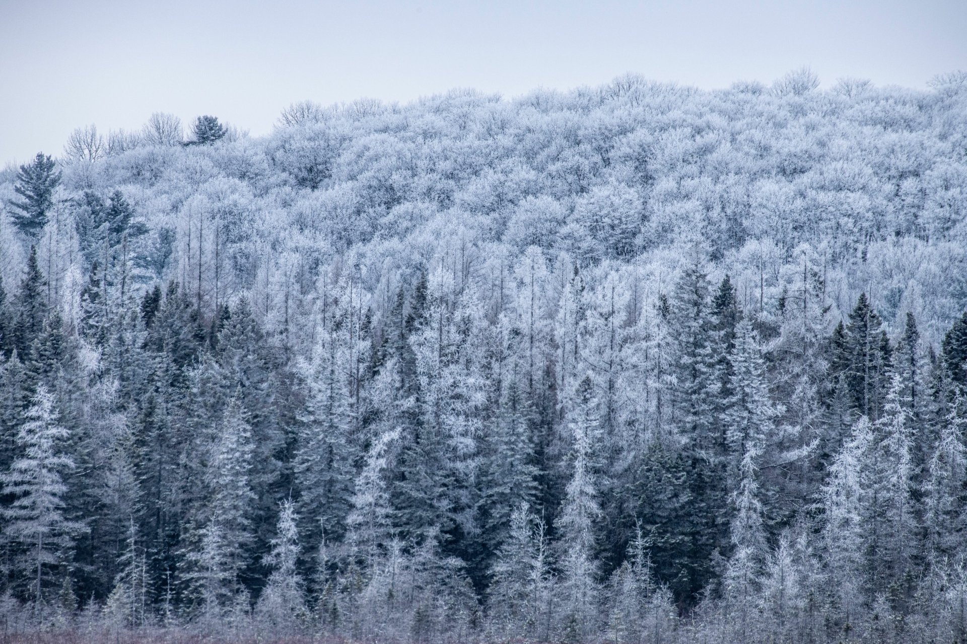 Download Forest Nature Winter 4k Ultra HD Wallpaper by Jeremy Hynes