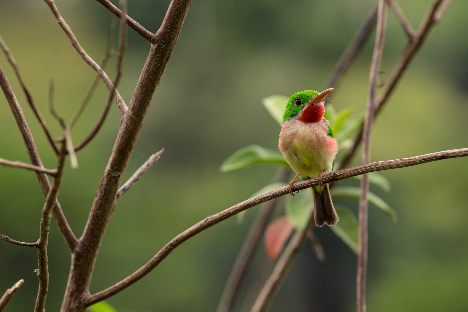 Broad-billed Tody (animal, bird) perched on a thin branch, vivid green and pink plumage against soft bokeh — 5K Ultra HD PC desktop wallpaper background.