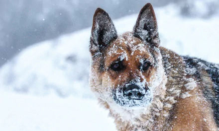Animal german shepherd HD Desktop Wallpaper | Background Image