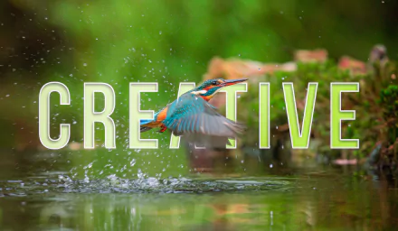  Creative Bird