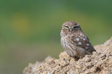 HD desktop wallpaper featuring a close-up of a little owl perched on a rocky surface against a soft green blurred background.