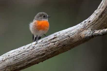  Scarlet Robin (Petroica boodang), Mortimer Bay, Tasmania by JJ Harrison