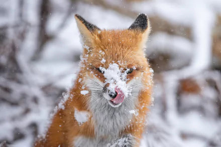 Red fox (animal/fox) in a snowy forest, snow on its face as it licks its nose — 5K Ultra HD PC desktop wallpaper and background.
