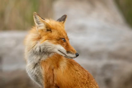 red fox Animal fox HD Desktop Wallpaper | Background Image