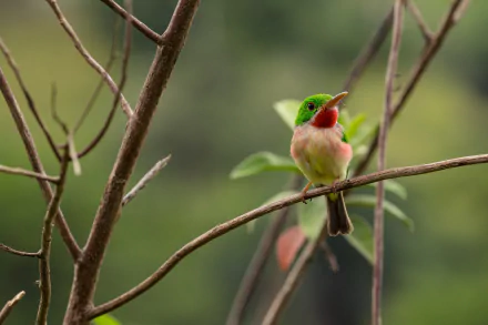 Broad-billed Tody (animal, bird) perched on a thin branch, vivid green and pink plumage against soft bokeh — 5K Ultra HD PC desktop wallpaper background.
