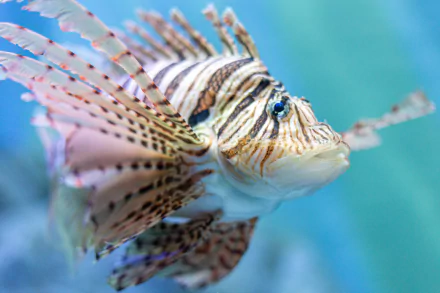 Animal fish HD Desktop Wallpaper | Background Image