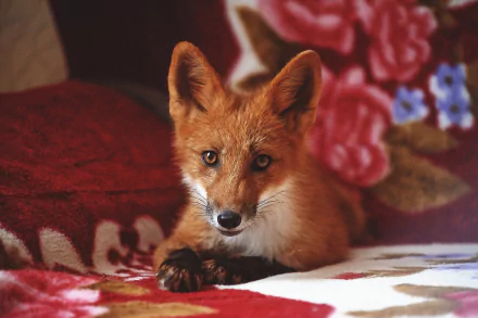 Animal fox HD Desktop Wallpaper | Background Image