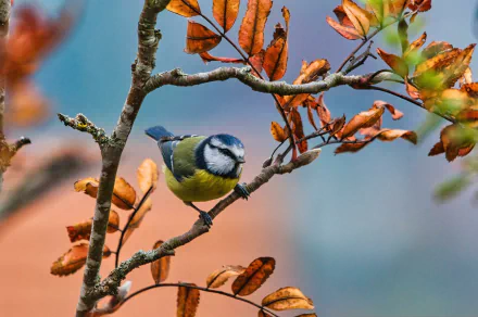 eurasian blue tit Animal titmouse HD Desktop Wallpaper | Background Image