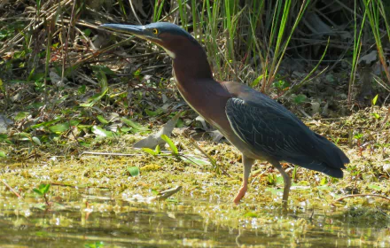 Green Heron