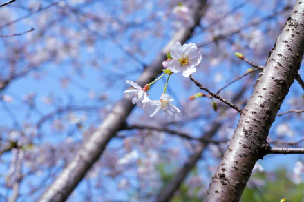 4K Ultra HD nature wallpaper featuring delicate white and pink cherry blossoms on tree branches against a soft blue sky background.