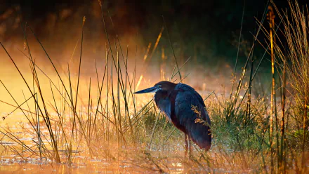 Goliath heron standing in marshland at sunrise, captured in stunning detail for a 4K Ultra HD PC desktop wallpaper and background.