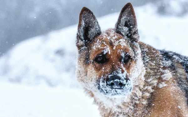 Animal german shepherd HD Desktop Wallpaper | Background Image