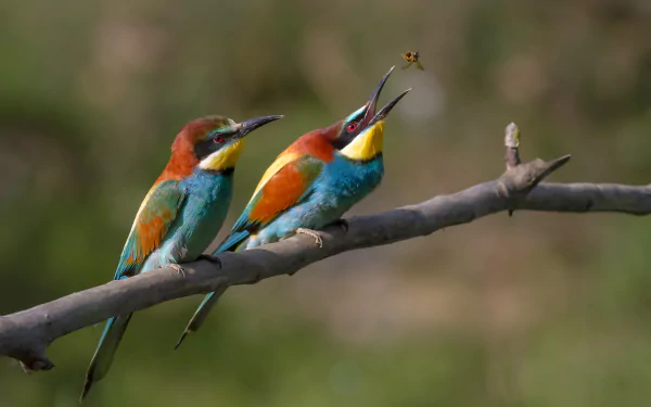 HD desktop wallpaper featuring two vibrant European bee-eaters perched on a branch, one catching a bee mid-air against a blurred natural background.