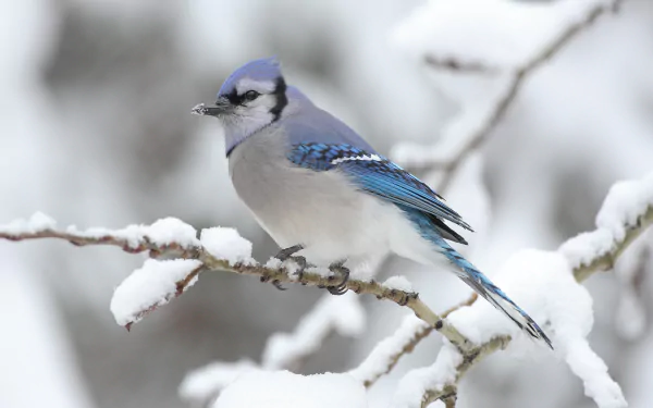 HD desktop wallpaper featuring a Blue Jay perched on a snow-covered branch, its vivid blue and white plumage contrasting against a soft white background.