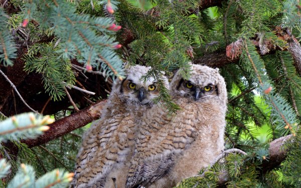 Animal Owl Birds Owls Great Horned Owl HD Wallpaper | Background Image