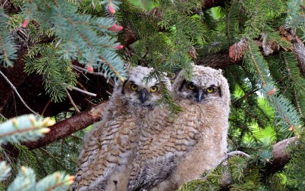  Great horned owl fledglings