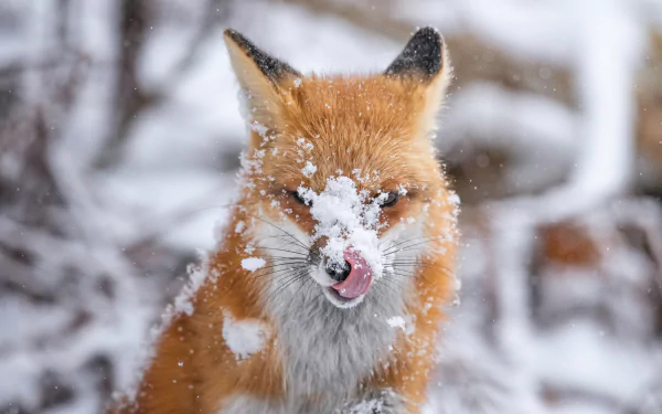 red fox Animal fox HD Desktop Wallpaper | Background Image