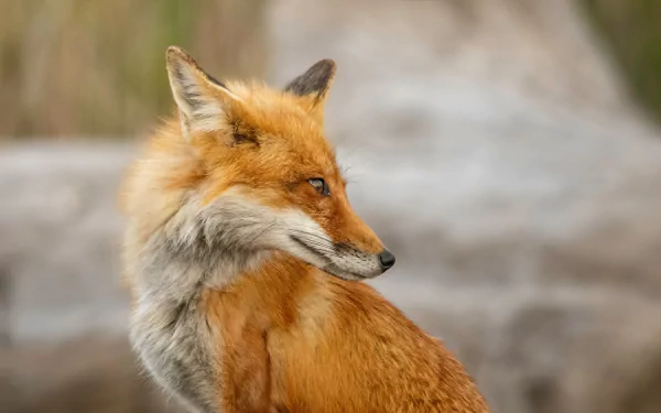 red fox Animal fox HD Desktop Wallpaper | Background Image