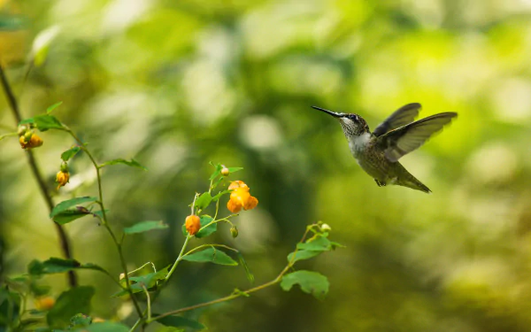 Download Animal Hummingbird HD Wallpaper