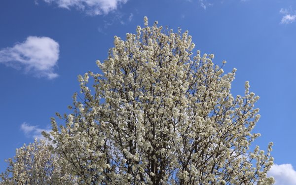 Nature Tree Trees Bradford Pear Flowering Spring Kentucky HD Wallpaper | Background Image