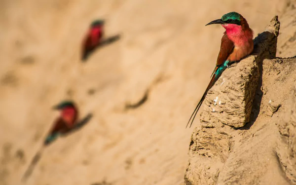 Southern Carmine Bee-eater Animal bee-eater HD Desktop Wallpaper | Background Image