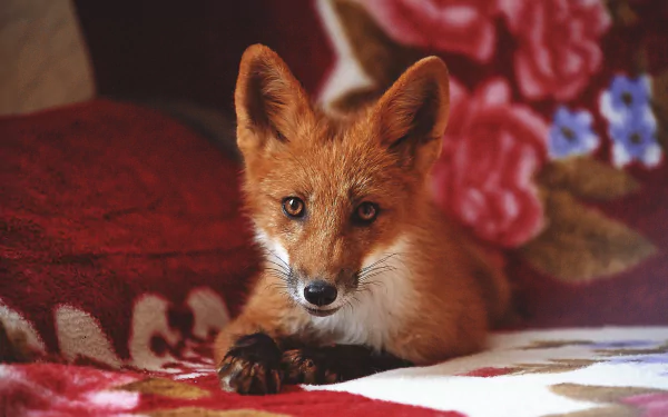 Majestic fox in its natural habitat, captured in a stunning HD desktop wallpaper.