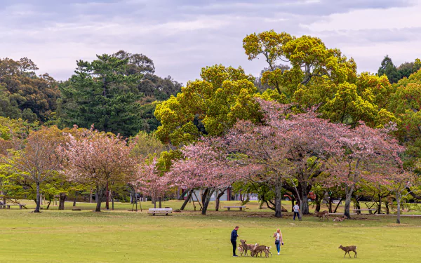 man made Japan HD Desktop Wallpaper | Background Image