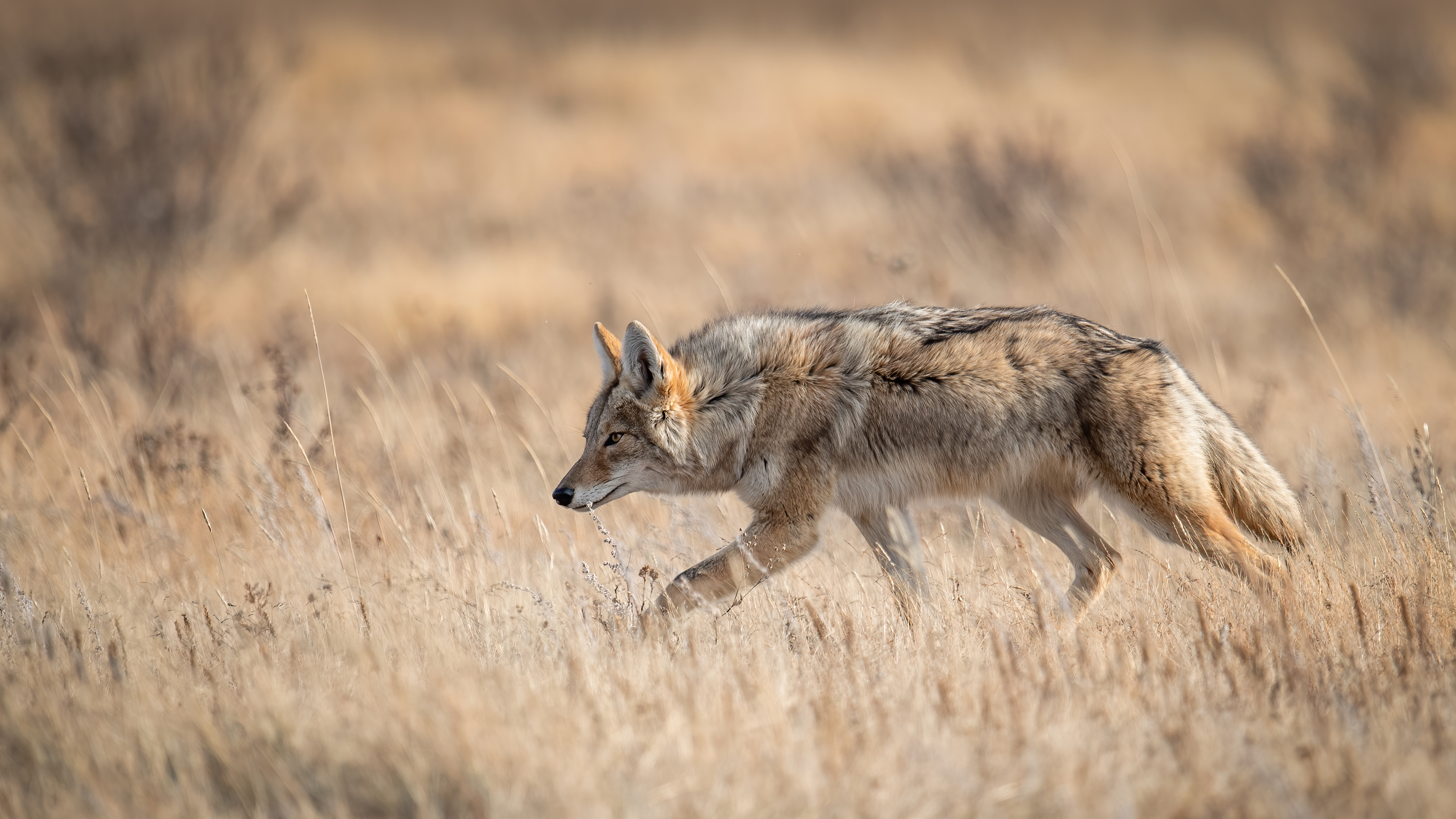 Coyote Doyenne