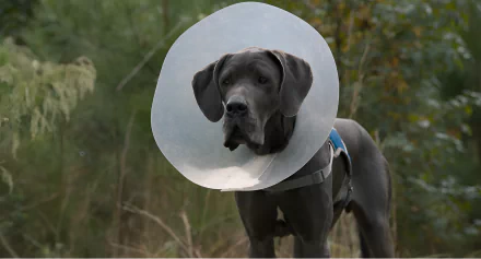 HD desktop wallpaper featuring a caring grey stray dog with a protective cone collar standing against a blurred natural background.