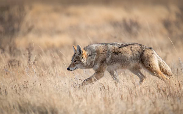  A coyote in Banff, Canada