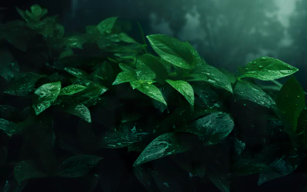 HD desktop wallpaper featuring a lush display of dewy, green leaves under a soft, moody light, embodying a serene green aesthetic.