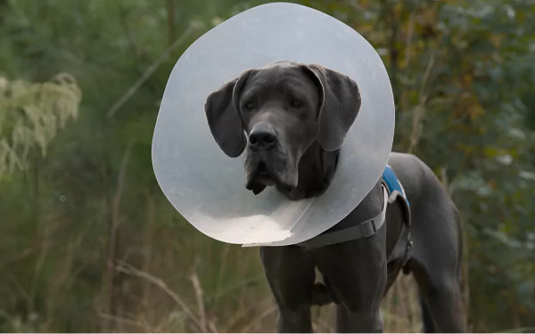HD desktop wallpaper featuring a caring grey stray dog with a protective cone collar standing against a blurred natural background.