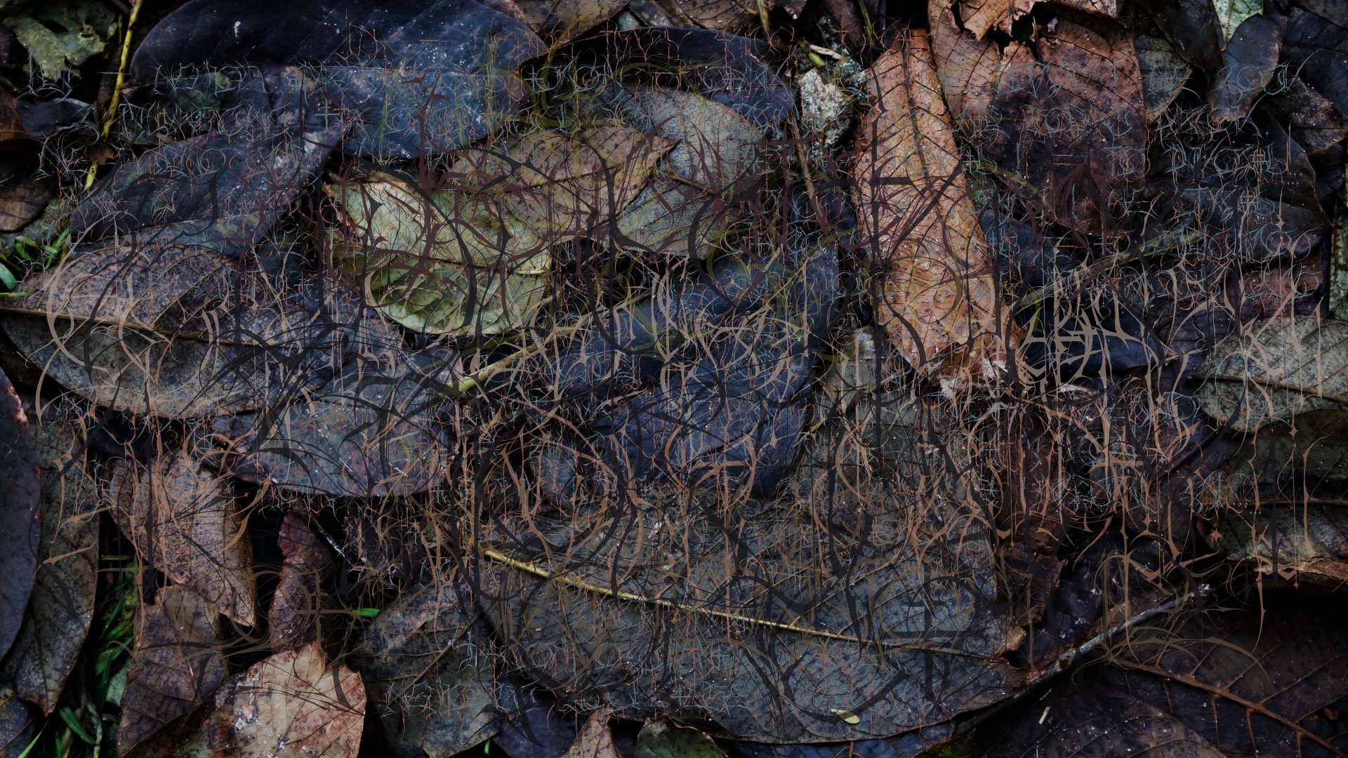 Autumn Dogs Of The Carpathians by overcast carvers