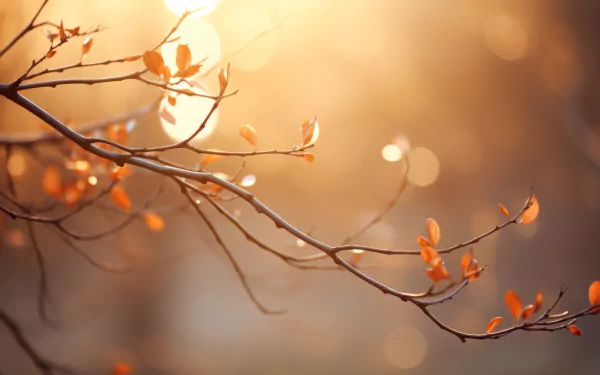HD desktop wallpaper featuring a sunlit branch with orange leaves against a soft-focus background with sunbeams.