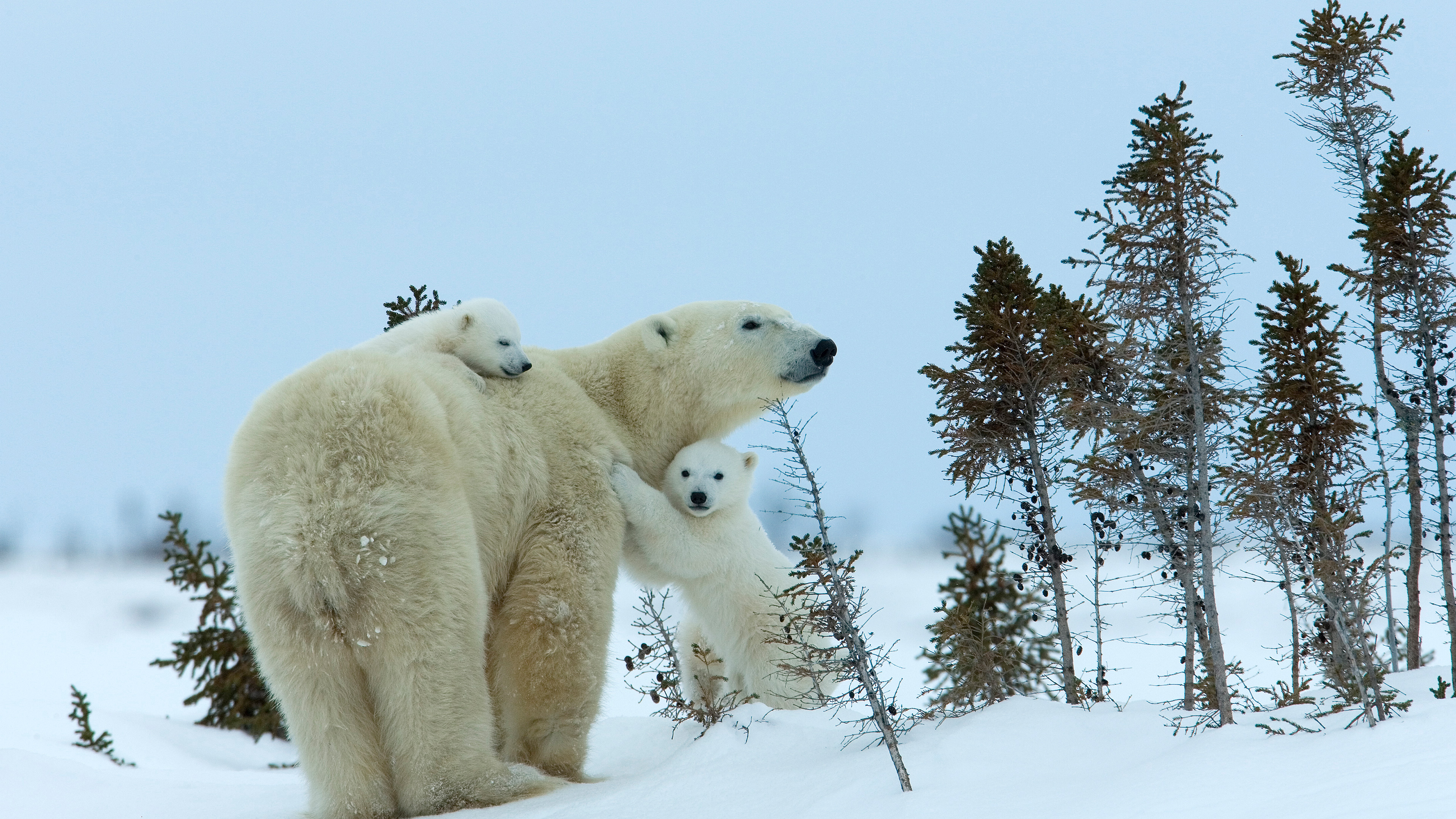 Earth Day 2022: Save polar bears by protecting mothers and cubs