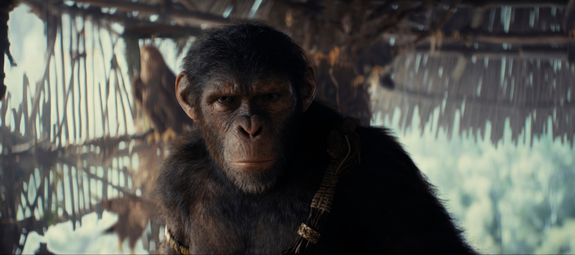 HD wallpaper featuring a detailed ape from Kingdom of the Planet of the Apes with a wintery backdrop.