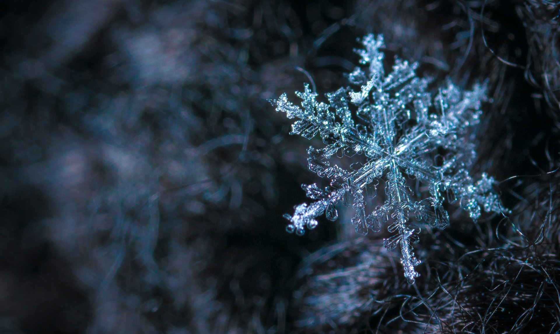Download Snowflake Macro HD Wallpaper by Egor Kamelev