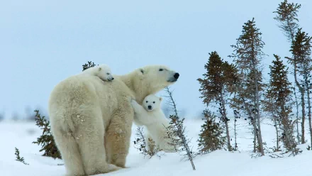  Polar bear mother and cubs, Churchill, Manitoba, Canada