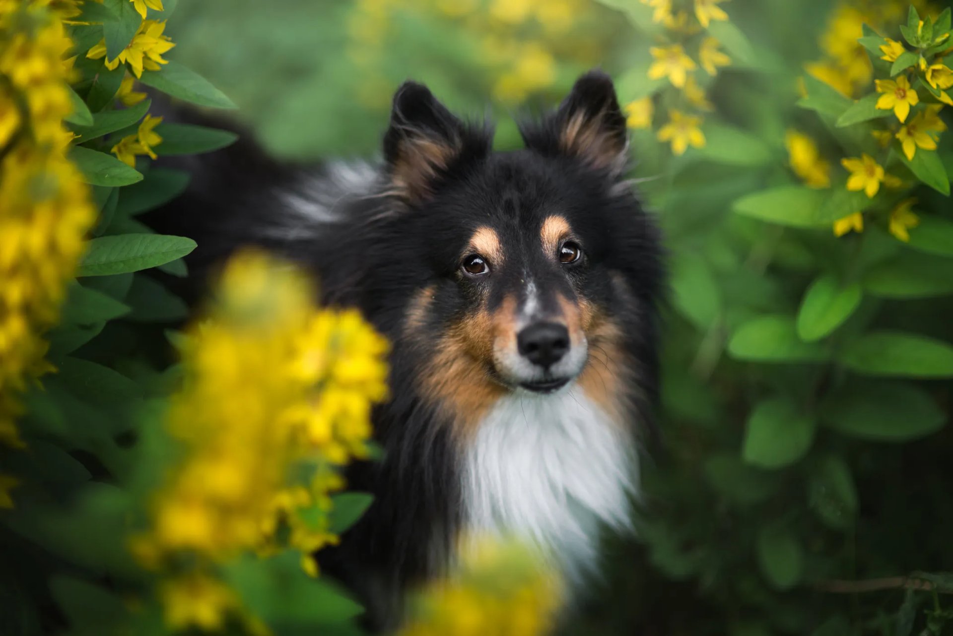 Download Shetland Sheepdog HD Wallpaper