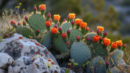 A vibrant prickly pear cactus blooms with bright orange flowers, creating a stunning HD wallpaper and background that captures the beauty of nature.