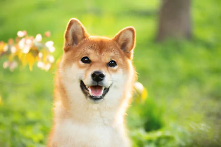 A cheerful Shiba Inu with bright eyes and a smiling expression, captured in vibrant 4K Ultra HD against a soft-focus green outdoor background.