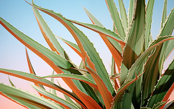 HD Aloe Vera Desktop Wallpaper - Lush Aloe Plant Close-Up for Background