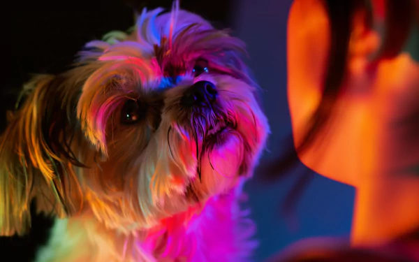 Colorful HD desktop wallpaper featuring a Shih Tzu dog looking at a human, with a vibrant neon glow background.