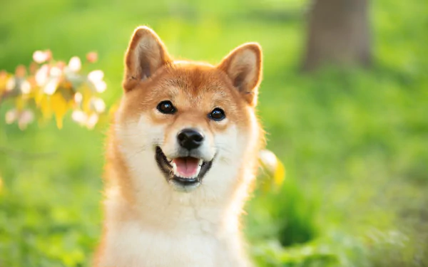 shiba inu HD Desktop Wallpaper | Background Image