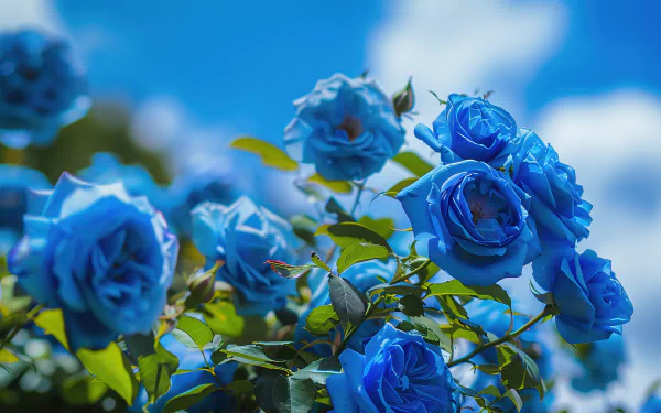  Blue roses under a blue sky 06