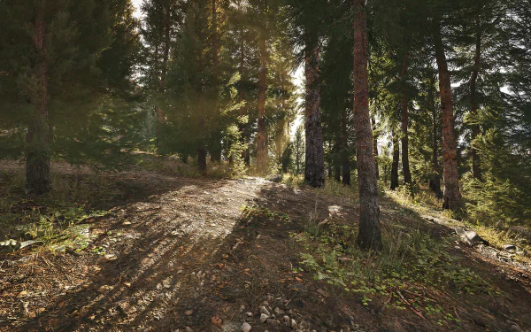 HD desktop wallpaper and background of a forest scene from the video game Arena Breakout: Infinite, depicting a sunlit wooded area with tall trees and a dirt path.